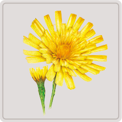 piloselle